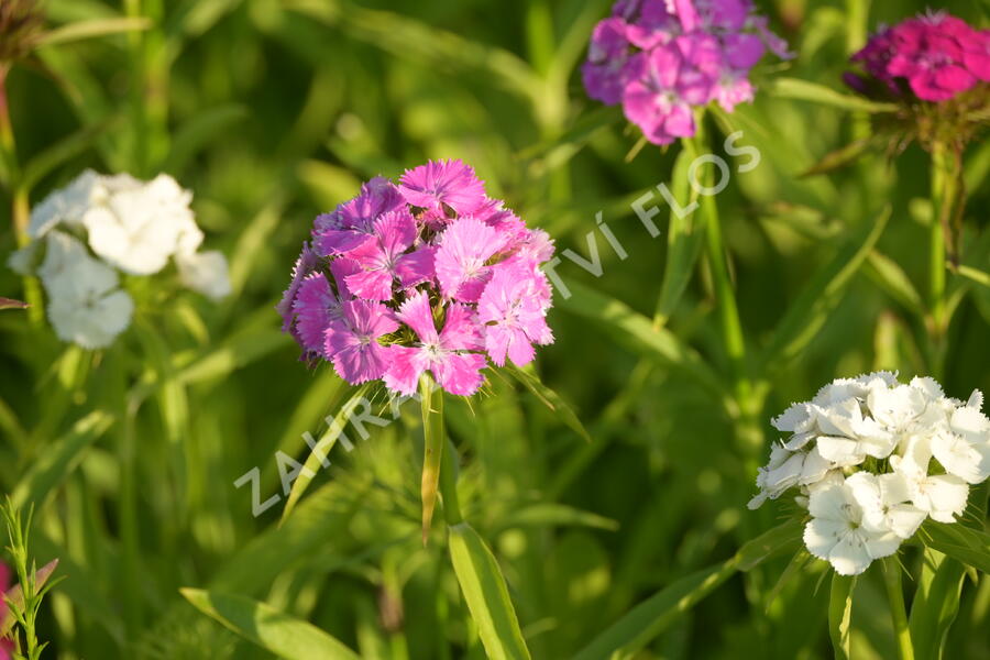 Hvozdík vousatý 'Bodestolz Mix' - Dianthus barbatus 'Bodestolz Mix'