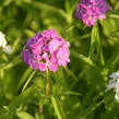 Hvozdík vousatý 'Bodestolz Mix' - Dianthus barbatus 'Bodestolz Mix'