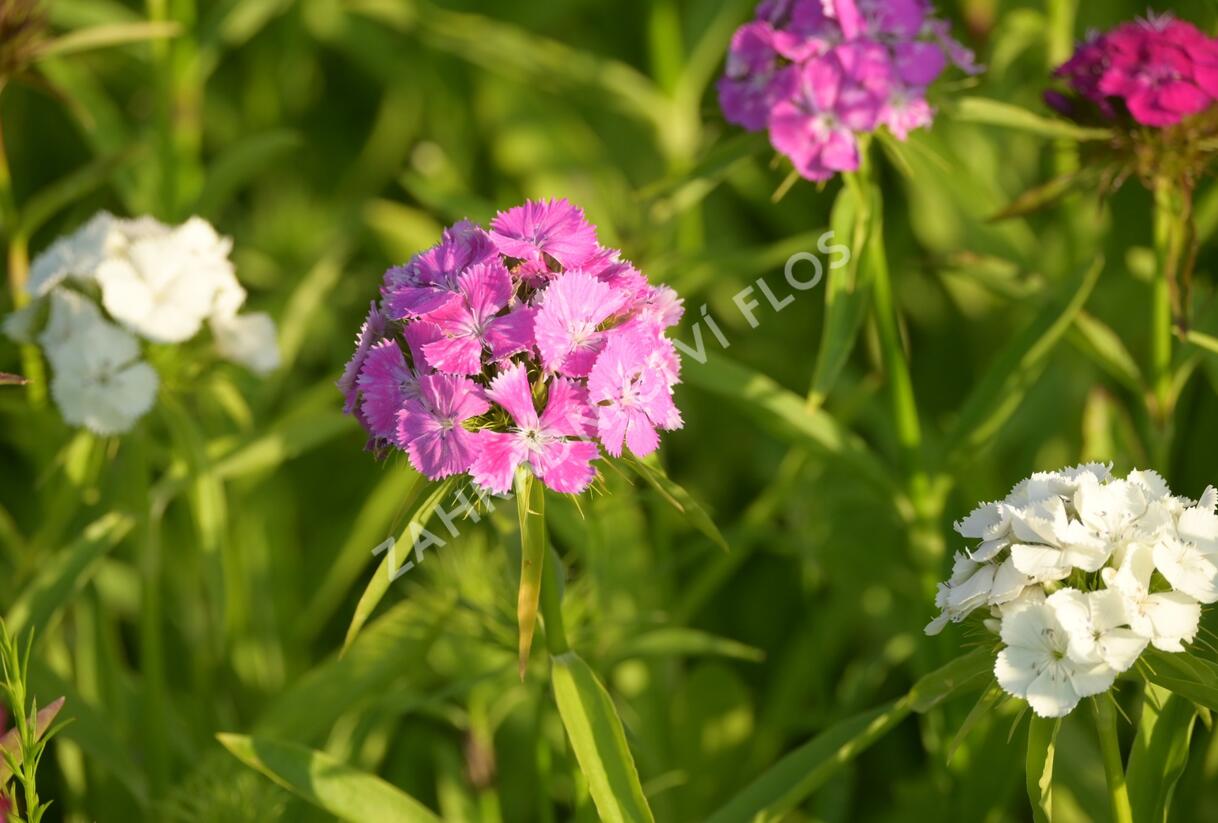 Hvozdík vousatý 'Bodestolz Mix' - Dianthus barbatus 'Bodestolz Mix'
