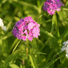 Hvozdík vousatý 'Bodestolz Mix' - Dianthus barbatus 'Bodestolz Mix'