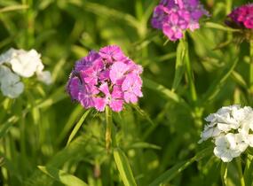 Hvozdík vousatý 'Bodestolz Mix' - Dianthus barbatus 'Bodestolz Mix'