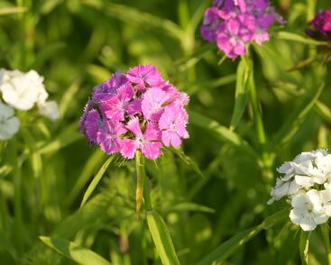 Hvozdík vousatý 'Bodestolz Mix'
