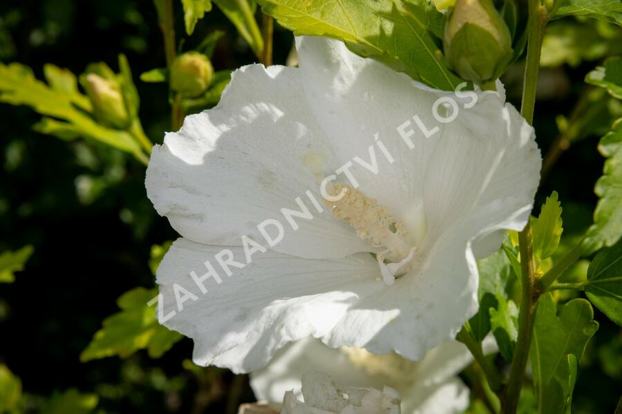 Ibišek syrský 'Eleonore' - Hibiscus syriacus 'Eleonore'