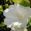 Ibišek syrský 'Eleonore' - Hibiscus syriacus 'Eleonore'