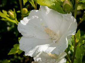 Ibišek syrský 'Eleonore' - Hibiscus syriacus 'Eleonore'