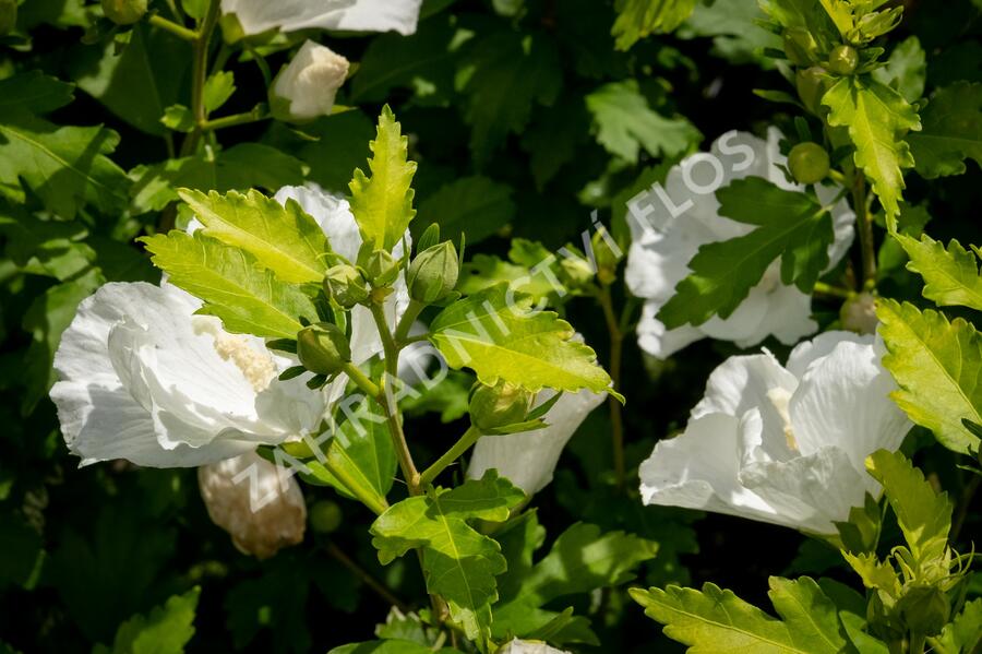 Ibišek syrský 'Eleonore' - Hibiscus syriacus 'Eleonore'