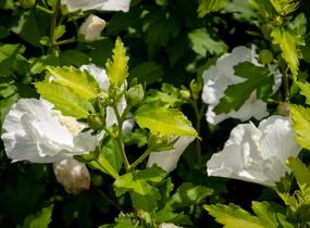 Ibišek syrský 'Eleonore' - Hibiscus syriacus 'Eleonore'