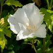 Ibišek syrský 'Eleonore' - Hibiscus syriacus 'Eleonore'