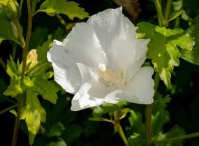 Ibišek syrský 'Eleonore' - Hibiscus syriacus 'Eleonore'