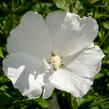 Ibišek syrský 'Eleonore' - Hibiscus syriacus 'Eleonore'