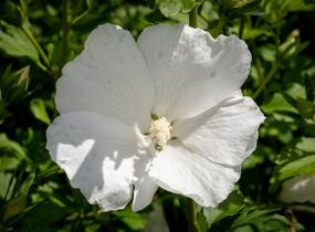 Ibišek syrský 'Eleonore' - Hibiscus syriacus 'Eleonore'