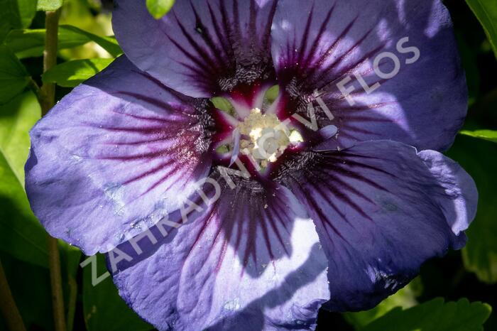 Ibišek syrský 'Ultramarine' - Hibiscus syriacus 'Ultramarine'