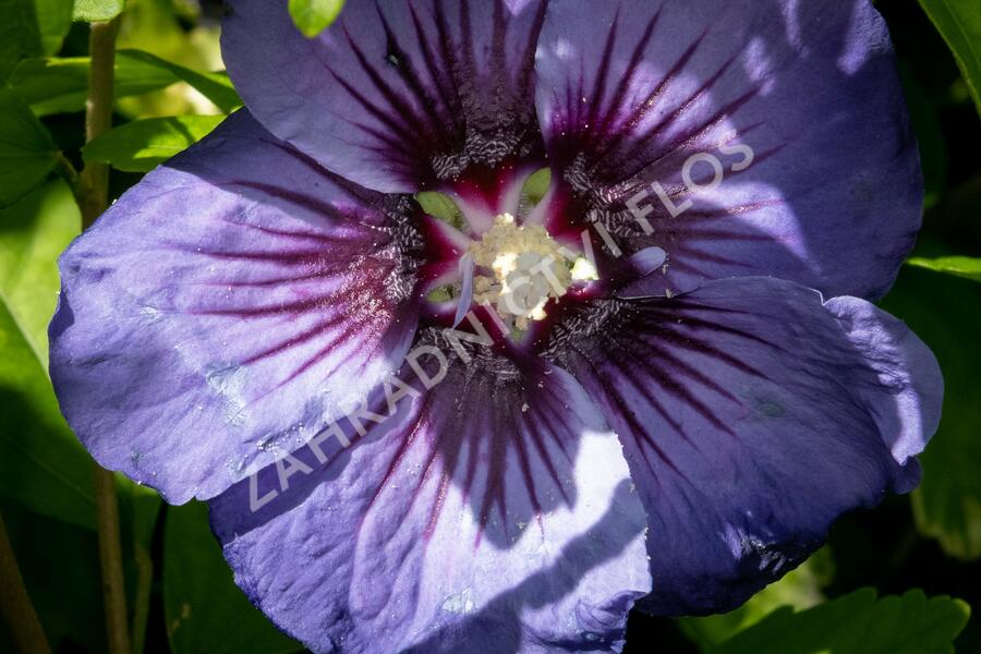 Ibišek syrský 'Ultramarine' - Hibiscus syriacus 'Ultramarine'