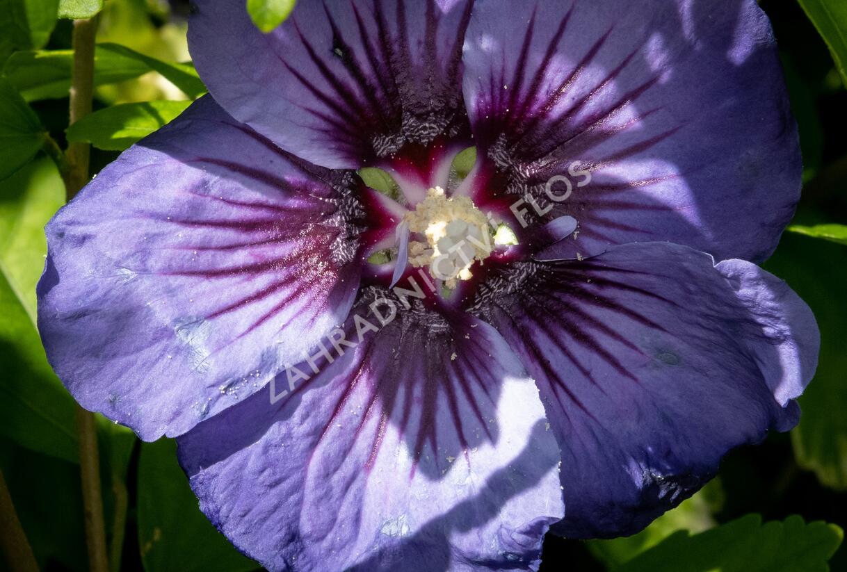 Ibišek syrský 'Ultramarine' - Hibiscus syriacus 'Ultramarine'