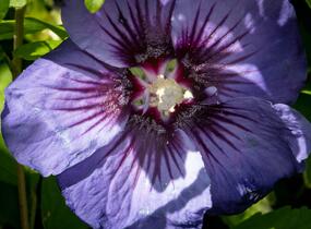 Ibišek syrský 'Ultramarine' - Hibiscus syriacus 'Ultramarine'