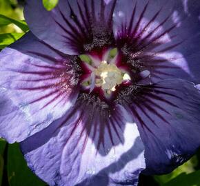 Ibišek syrský 'Ultramarine' - Hibiscus syriacus 'Ultramarine'