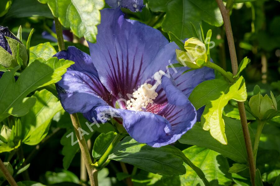 Ibišek syrský 'Ultramarine' - Hibiscus syriacus 'Ultramarine'