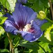 Ibišek syrský 'Ultramarine' - Hibiscus syriacus 'Ultramarine'