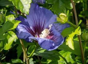Ibišek syrský 'Ultramarine' - Hibiscus syriacus 'Ultramarine'