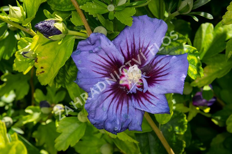 Ibišek syrský 'Ultramarine' - Hibiscus syriacus 'Ultramarine'