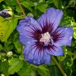 Ibišek syrský 'Ultramarine' - Hibiscus syriacus 'Ultramarine'