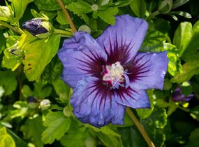 Ibišek syrský 'Ultramarine' - Hibiscus syriacus 'Ultramarine'