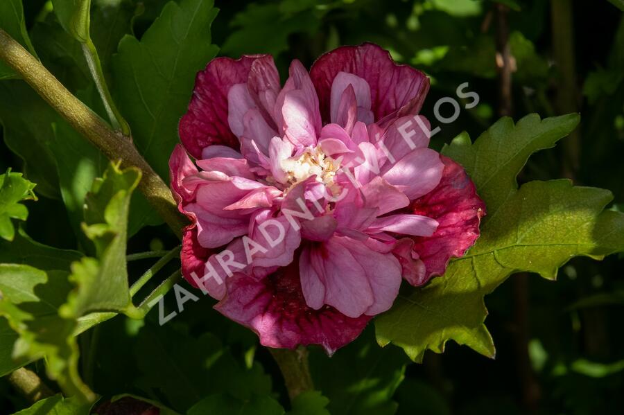 Ibišek syrský 'Nolwenn' - Hibiscus syriacus 'Nolwenn'