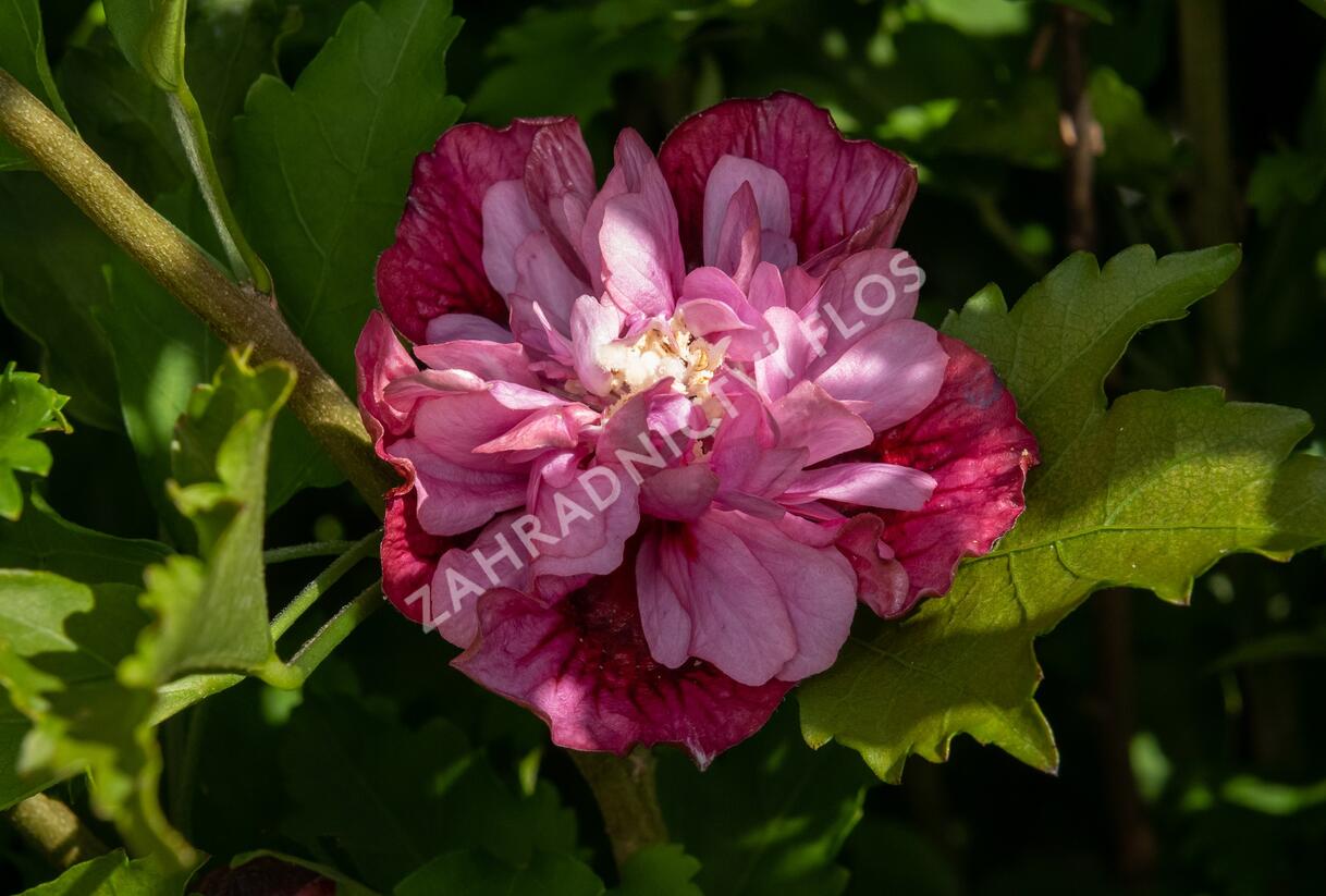 Ibišek syrský 'Nolwenn' - Hibiscus syriacus 'Nolwenn'