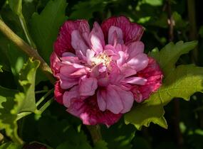 Ibišek syrský 'Nolwenn' - Hibiscus syriacus 'Nolwenn'