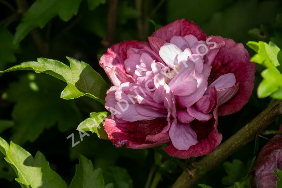 Ibišek syrský 'Nolwenn' - Hibiscus syriacus 'Nolwenn'