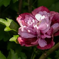 Ibišek syrský 'Nolwenn' - Hibiscus syriacus 'Nolwenn'
