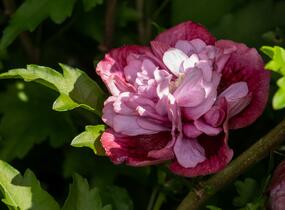 Ibišek syrský 'Nolwenn' - Hibiscus syriacus 'Nolwenn'