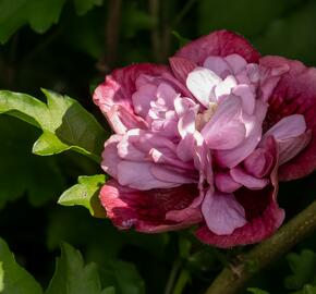 Ibišek syrský 'Nolwenn' - Hibiscus syriacus 'Nolwenn'