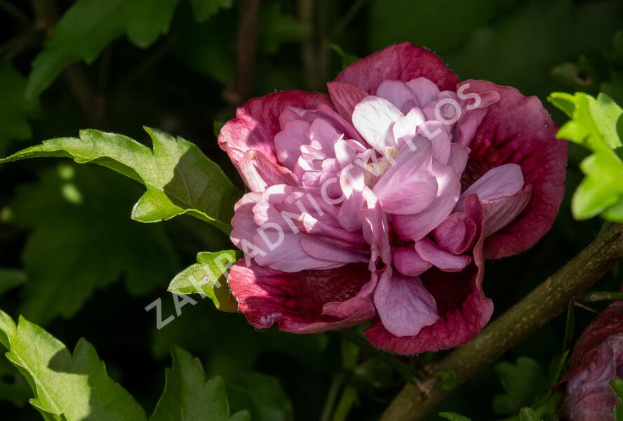 Ibišek syrský 'Nolwenn' - Hibiscus syriacus 'Nolwenn'