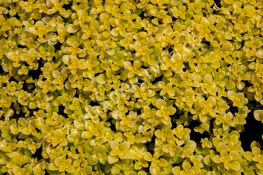 Rozchodník 'Lime' - Sedum makinoi 'Lime'