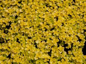 Rozchodník 'Lime' - Sedum makinoi 'Lime'