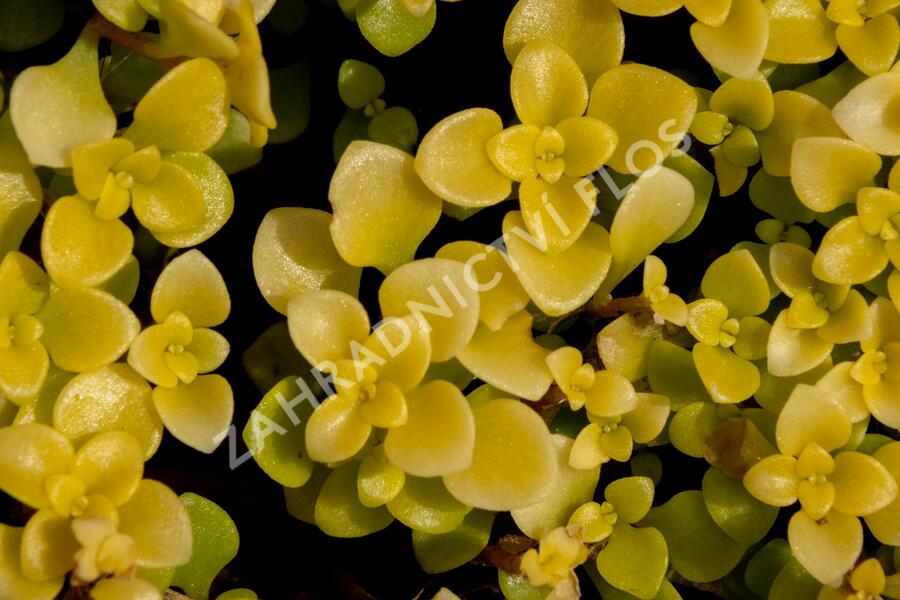 Rozchodník 'Lime' - Sedum makinoi 'Lime'