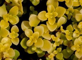Rozchodník 'Lime' - Sedum makinoi 'Lime'