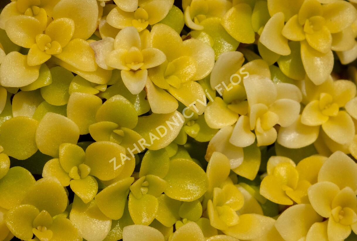 Rozchodník 'Lime' - Sedum makinoi 'Lime'
