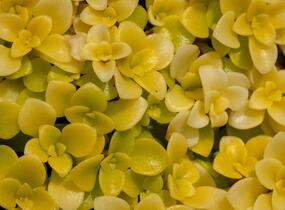 Rozchodník 'Lime' - Sedum makinoi 'Lime'