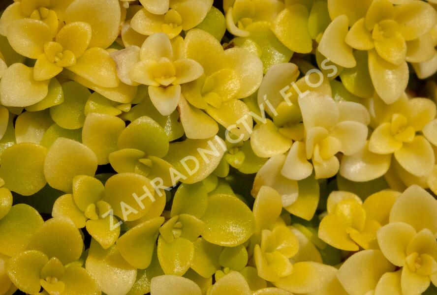 Rozchodník 'Lime' - Sedum makinoi 'Lime'
