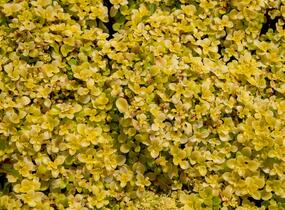 Rozchodník 'Ogon' - Sedum makinoi 'Ogon'