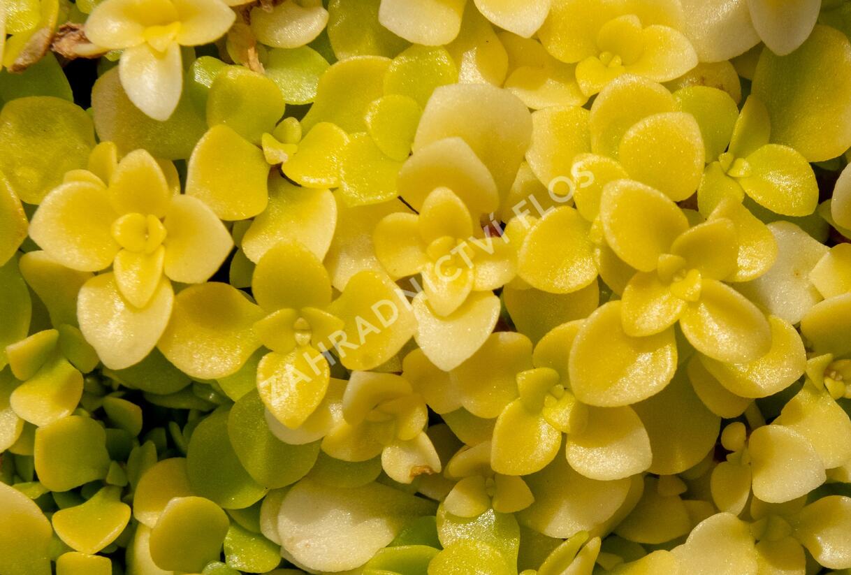 Rozchodník 'Ogon' - Sedum makinoi 'Ogon'