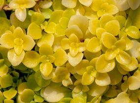 Rozchodník 'Ogon' - Sedum makinoi 'Ogon'