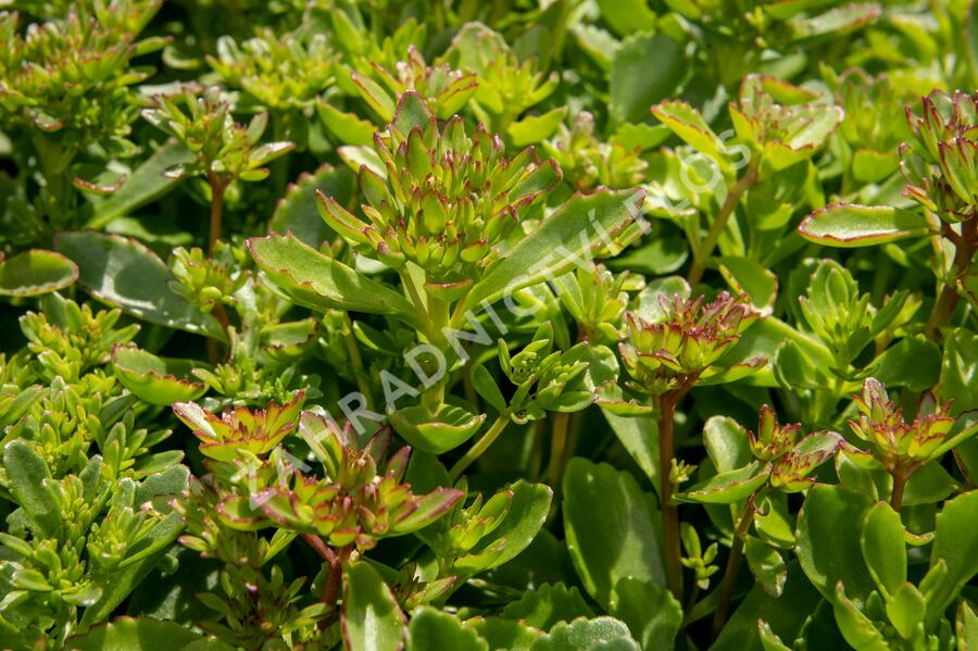 Rozchodník pochybný 'Splendens' - Sedum spurium 'Splendens'