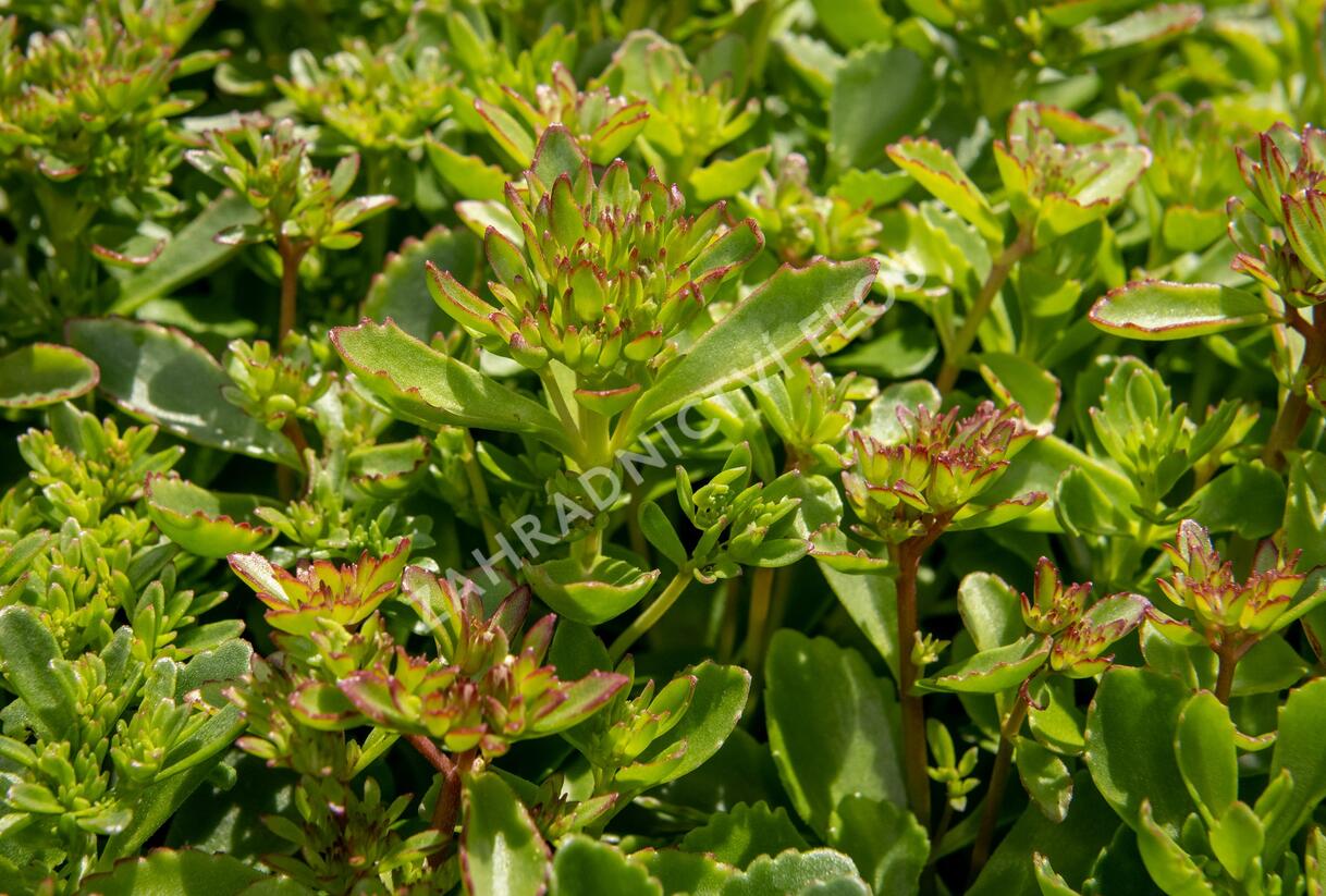 Rozchodník pochybný 'Splendens' - Sedum spurium 'Splendens'