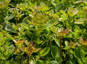 Rozchodník pochybný 'Splendens' - Sedum spurium 'Splendens'
