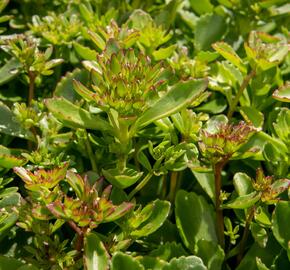 Rozchodník pochybný 'Splendens' - Sedum spurium 'Splendens'