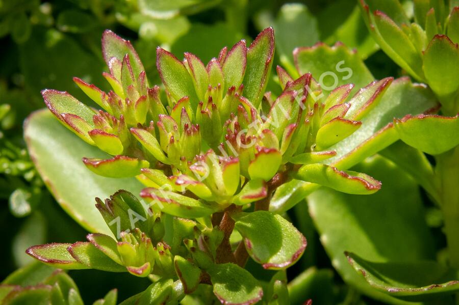 Rozchodník pochybný 'Splendens' - Sedum spurium 'Splendens'