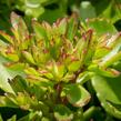 Rozchodník pochybný 'Splendens' - Sedum spurium 'Splendens'